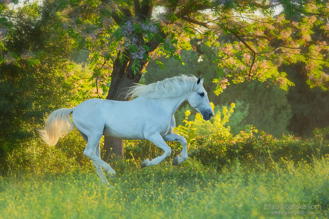 http://www.equine-photo.com/wp-content/uploads/2015/02/andaluz-siwy-zachod-galop-kwiaty.jpg