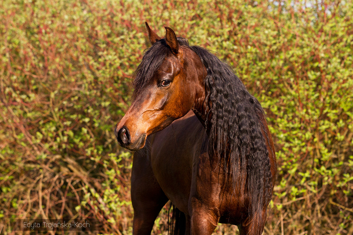 http://www.equine-photo.com/wp-content/uploads/2015/02/arab-portret-wiosna.jpg